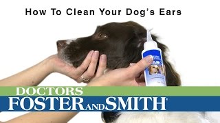How to Clean Dog's Ears | DrsFosterSmith.com by Drs. Foster and Smith Pet Supplies 2,205 views 8 years ago 1 minute, 19 seconds