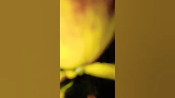 Yellow beautiful pansy flower#plants #flowers #beautiful #garden #youtube #viral #shorts #video