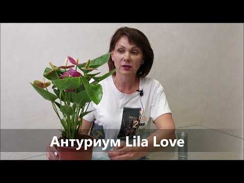 Антуриум Lila Love