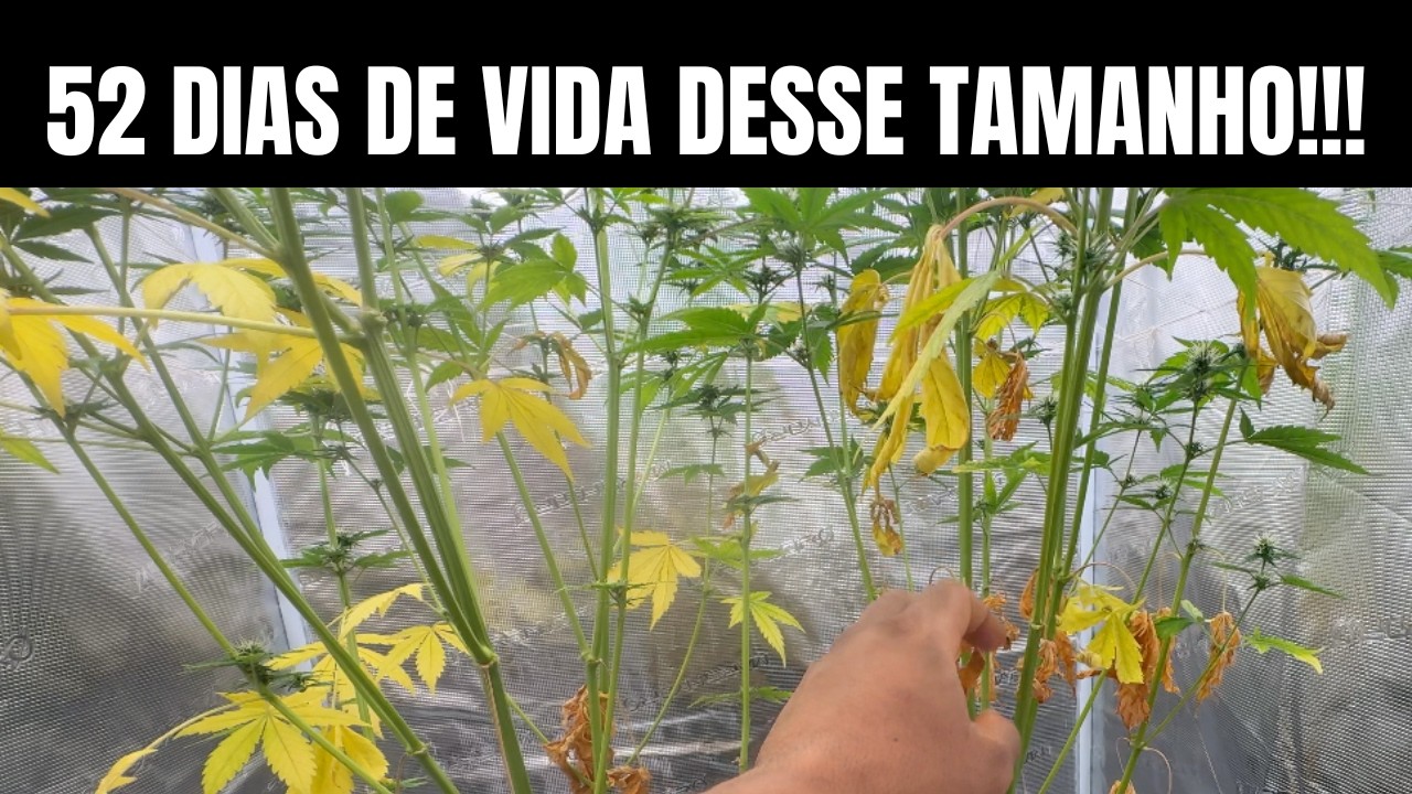 Semente AUTO EP 6: FLORAÇÃO SEMENTE AUTOMATICA - CULTIVO INDOOR CANNABIS MACONHA