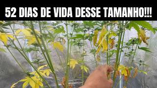 AUTO EP 6 Seed: Automatic Flowering Seed - Indoor Growing Cannabis (Marijuana)