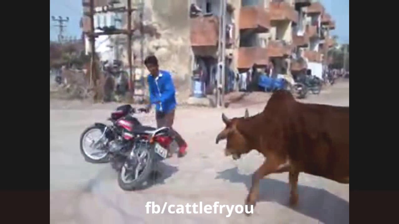 i can't stop laugh. because it very dangerous & funny cow..... 