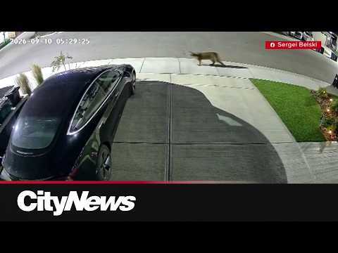Cougar captured by police after being caught on evening stroll in Airdrie