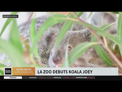 Video: Pet Scoop: Surprize de naștere Hipopotamie Los Angeles Zoo Keepers, pisoi Graduate From Nursery