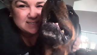 Rottweiler Hugs and Kisses by Macho the Rottweiler 267 views 2 months ago 37 seconds