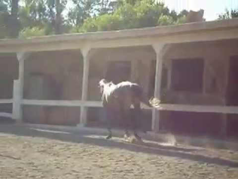 Roxy the Thoroughbred