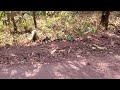 Baby baboons playing in road in lake manyara national park tanzania 81322