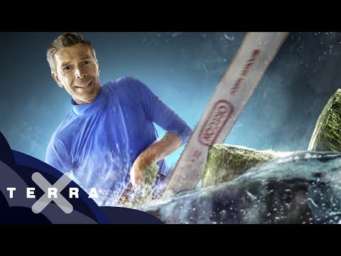 Mit Unterwasserholz den