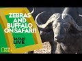 Animal Behavior and Adaptations
