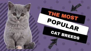 4 Most Popular Cat Breeds by Here Kitty Kitty 5 views 1 month ago 2 minutes, 20 seconds