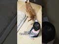 ありがとう。 #柴犬