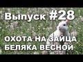 Выпуск 28: Охота на зайца беляка весной с собакой видео 2013 часть 1