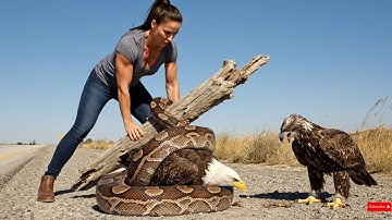Animal Rescue: Brave Eagle Rescued from Giant Python Attack