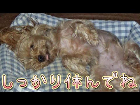 【ヨークシャテリア】しっかりと休んで明日に備えよう!【Yorkshire Terrier】