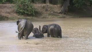 Sri Lanka, Yala National Park wild elephants are in a lake bathing.