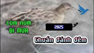 Tiếng cúm núm đi mưa đã test FILE đánh lưới đêm hiệu quả