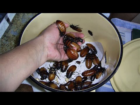 Видео: Являются ли шипящие тараканы хорошими домашними животными?