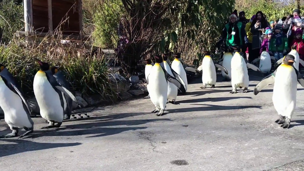 Tierwelt im Zoo Zürich PinguinParade YouTube