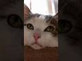 Does CBD Help Cat Aggression? #cats #cbdoils #natural #wellness #cat #cbdbenefits #shorts #fyp