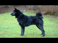 Black Elkhound atau Elkhound Hitam