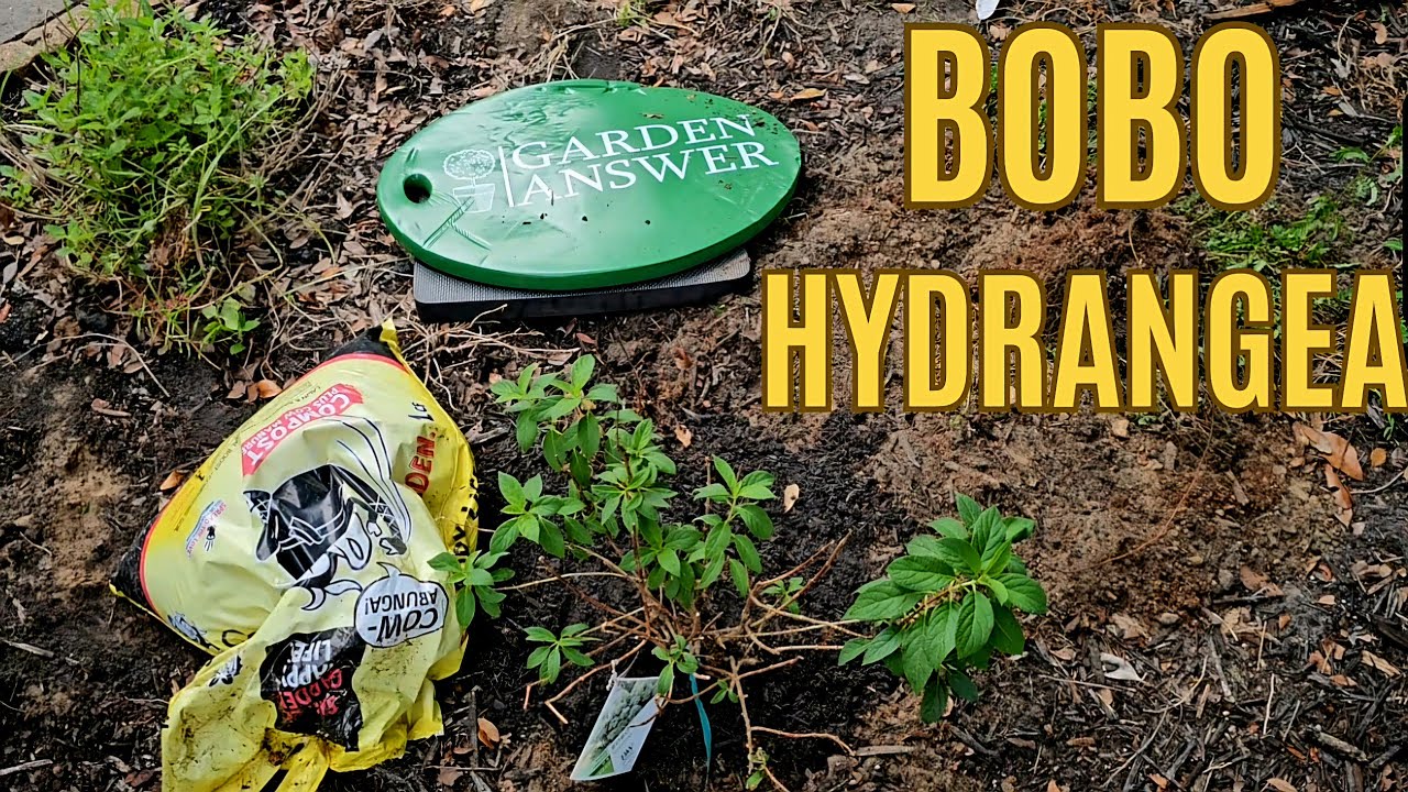 Zone 9B Gardening: Planting Proven Winners  BOBO Hydrangea 🌱