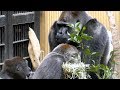 ゴリラ、モモタロウが怒った💗[Kyoto City Zoo] Momotaro was angry