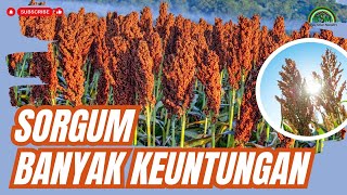 BENEFITS OF PLANTING SORGUM