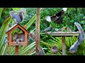 CAT TV 24 7 Springtime Birds Squirrels On The Birdtables Bird Videos For Cats To Watch CAT TV 24 7 Springtime Birds Squirrels On The Birdtables Bird Videos For Cats To Watch