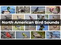 North American Bird Sounds | Compilation