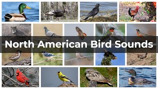North American Bird Sounds Compilation
