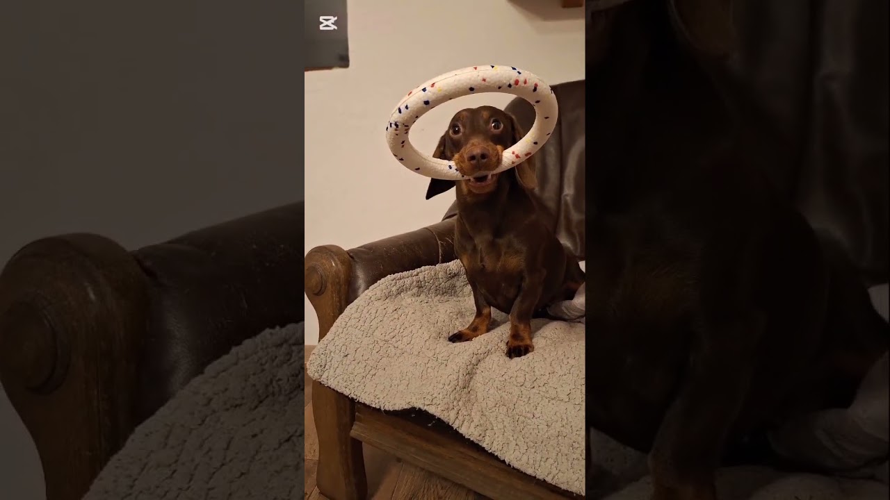 Der Dackel der noch fehlte 🌸🌷🌸 