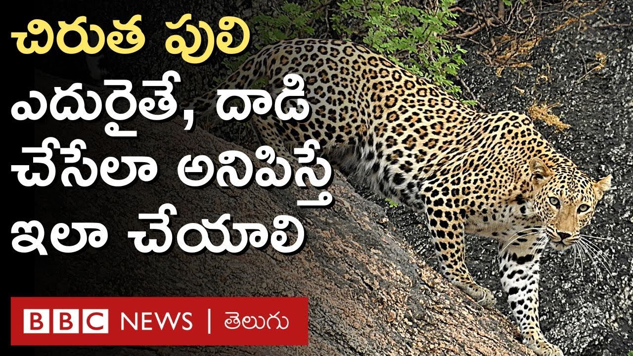 Leopard Attacks: చిరుతపులి ఎదురైతే ఎలా తప్పించుకోవాలి... దాని కళ్లలోకి ఎందుకు చూడాలి? | BBC Telugu