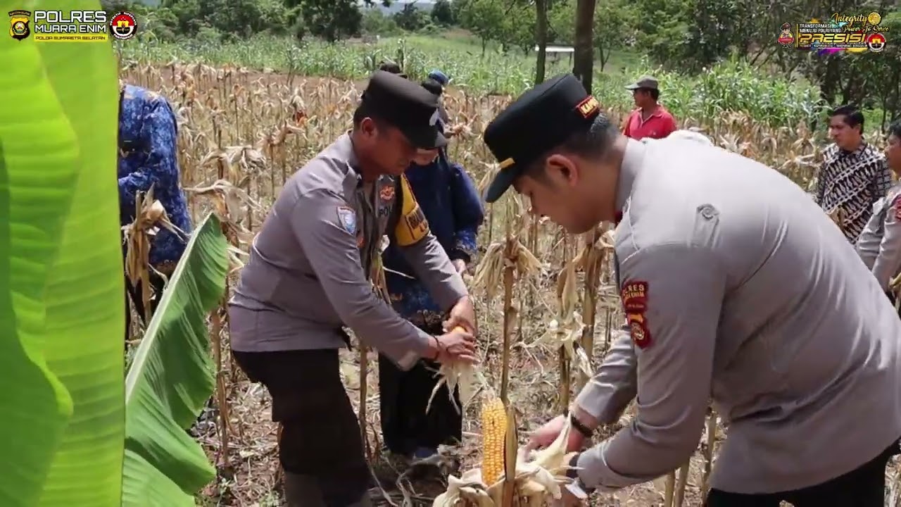 Sinergi Polsek Lawang Kidul dan Masyarakat dalam Panen Jagung