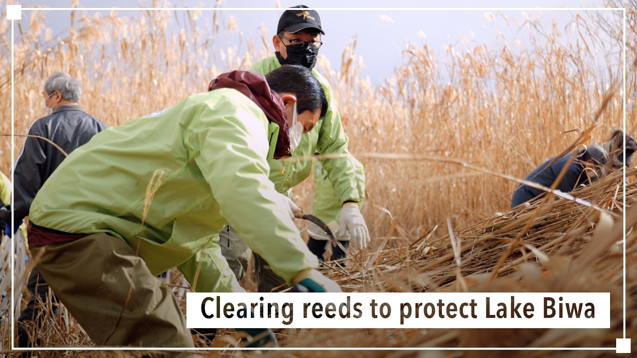 Clearing reeds to protect Lake Biwa｜Panasonic