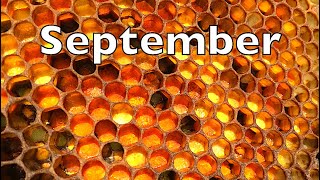 Our Bees Are Preparing For Winter