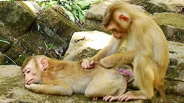 What's Coca Doing Well ? Monkeys Massage.