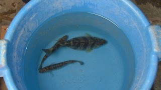 OSU Aquaculture  Spawning Yellow Perch  Educational Video