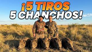 Caza de Chanchos en Maipú: ¡No esperábamos esto!
