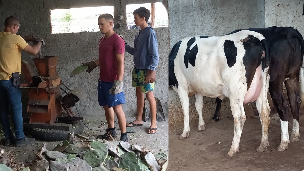 VEJA A LUTA DIÁRIA DE HUGO E SEUS FILHOS ALIMENTANDO SUAS VACAS NO CARIRI DA PARAIBA EM SOLEDADE 