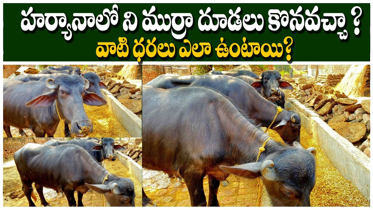 Supper murrah calf and Buffalo in Haryana village || Murrah Female Calf in Haryana || i3MEDIA