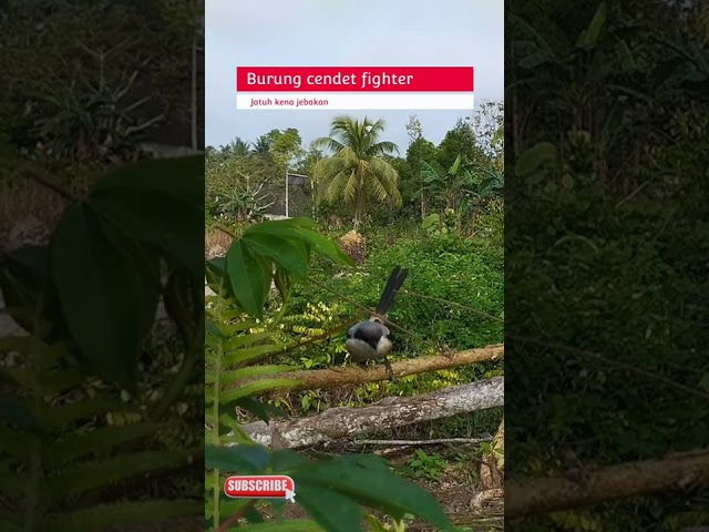 Mikat burung pentet Kalimantan timur class=