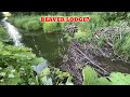 Beaver Dam Removal || Abandoned Beaver Lodge ?