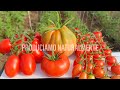 Live streaming di Produciamo Naturalmente