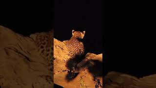 Leopard cubs #leopard#lepard #reel #reels #wildlife #safari #shorts