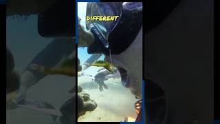 Doctor Fish The Guardians Of Marine Life Health