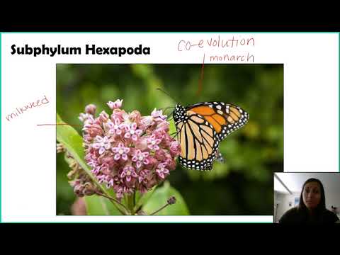 Video: Phylum arthropoda nyob qhov twg?