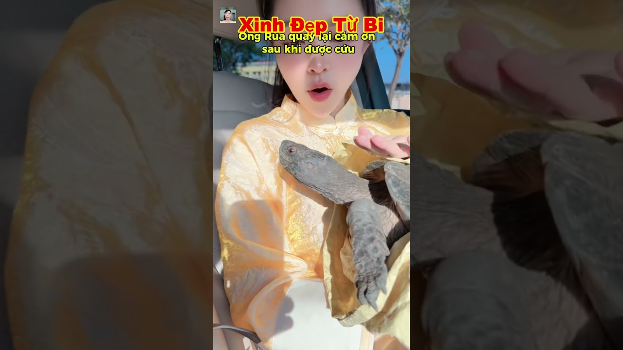 Trời ơi bạn nữ xinh đẹp phóng sanh chú rùa chú rùa quay lại dường như cảm ơn #shorts