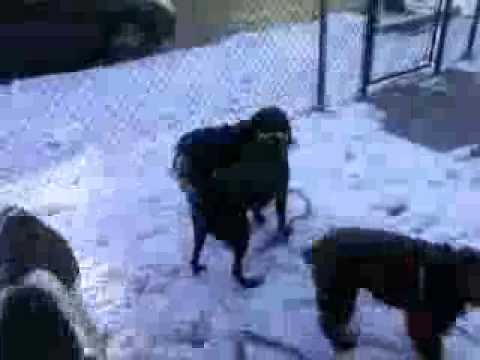 Snow day play group! Molly Pea Suki Bailey Porter and Hayden