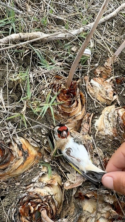 ☠️Easy Sunday kind of feeling.🐤 #humingbird #bird #funny #animals #foryou