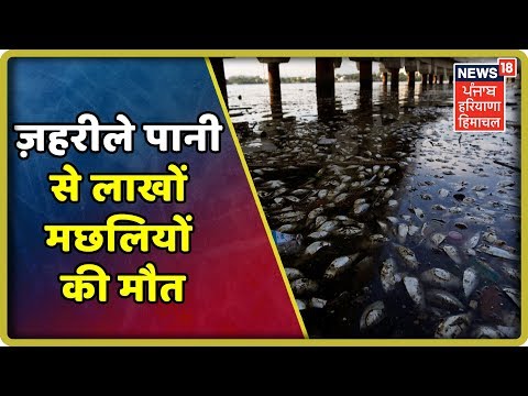 ज़हरीले पानी से लाखों मछलियों की मौत | News18 Live | News18 Himachal Haryana Punjab Live